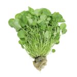 Agrião Hidropônico Unidade