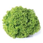 Alface Crespa Hidropônica Unidade