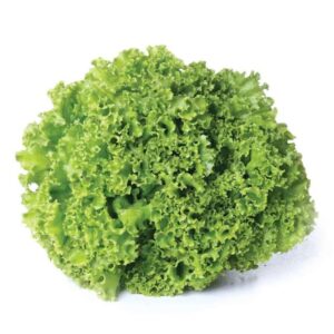 Alface Crespa Hidropônica Unidade