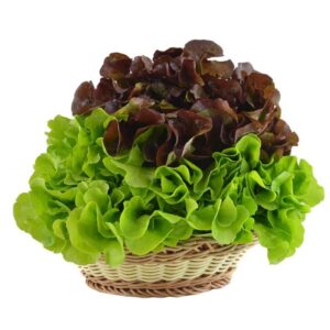 Alface Mini Lisa Bicolor