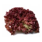 Alface Vermelha Crespa Unidade