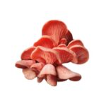 Cogumelo Hiratake Salmão 200g