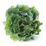 Couve Manteiga Unidade